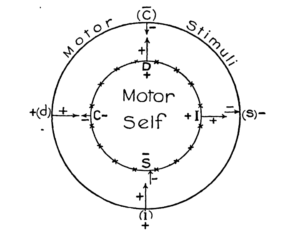 disc wheel William Marston book